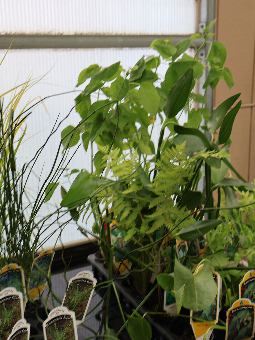 2" WATER PLANT