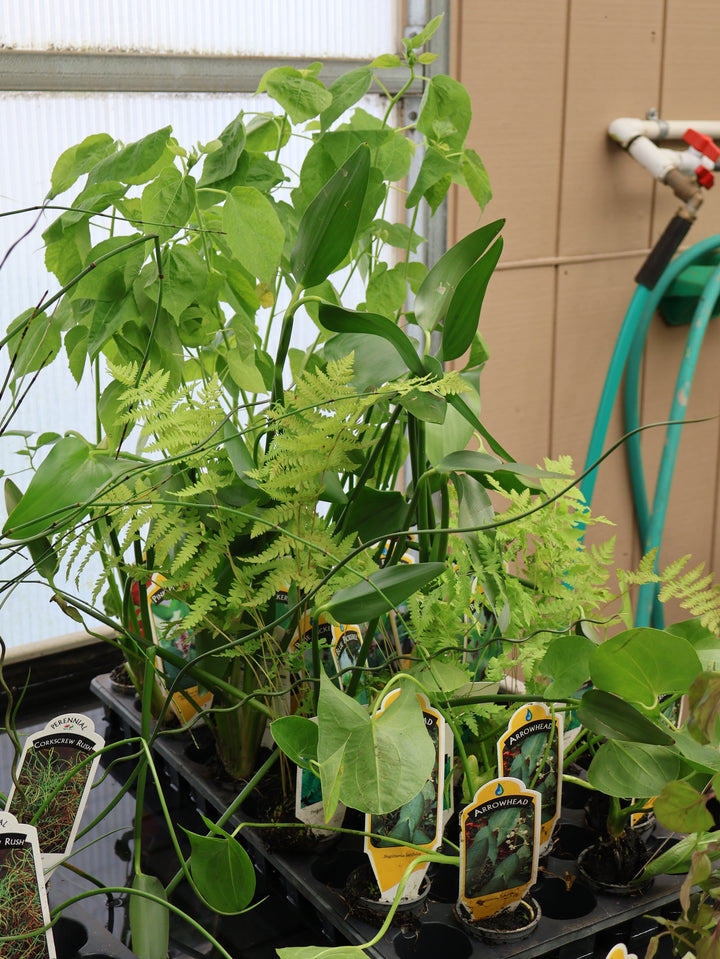 2" WATER PLANT