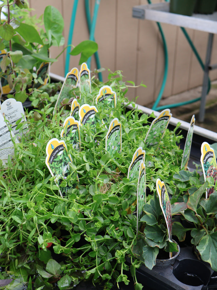 2" WATER PLANT