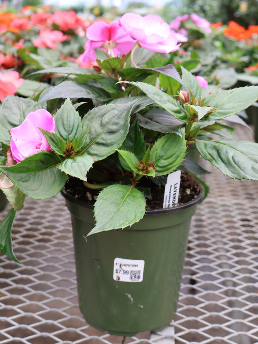 6" SUNPATIENS