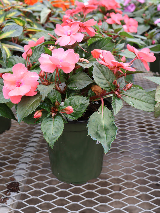 6" SUNPATIENS