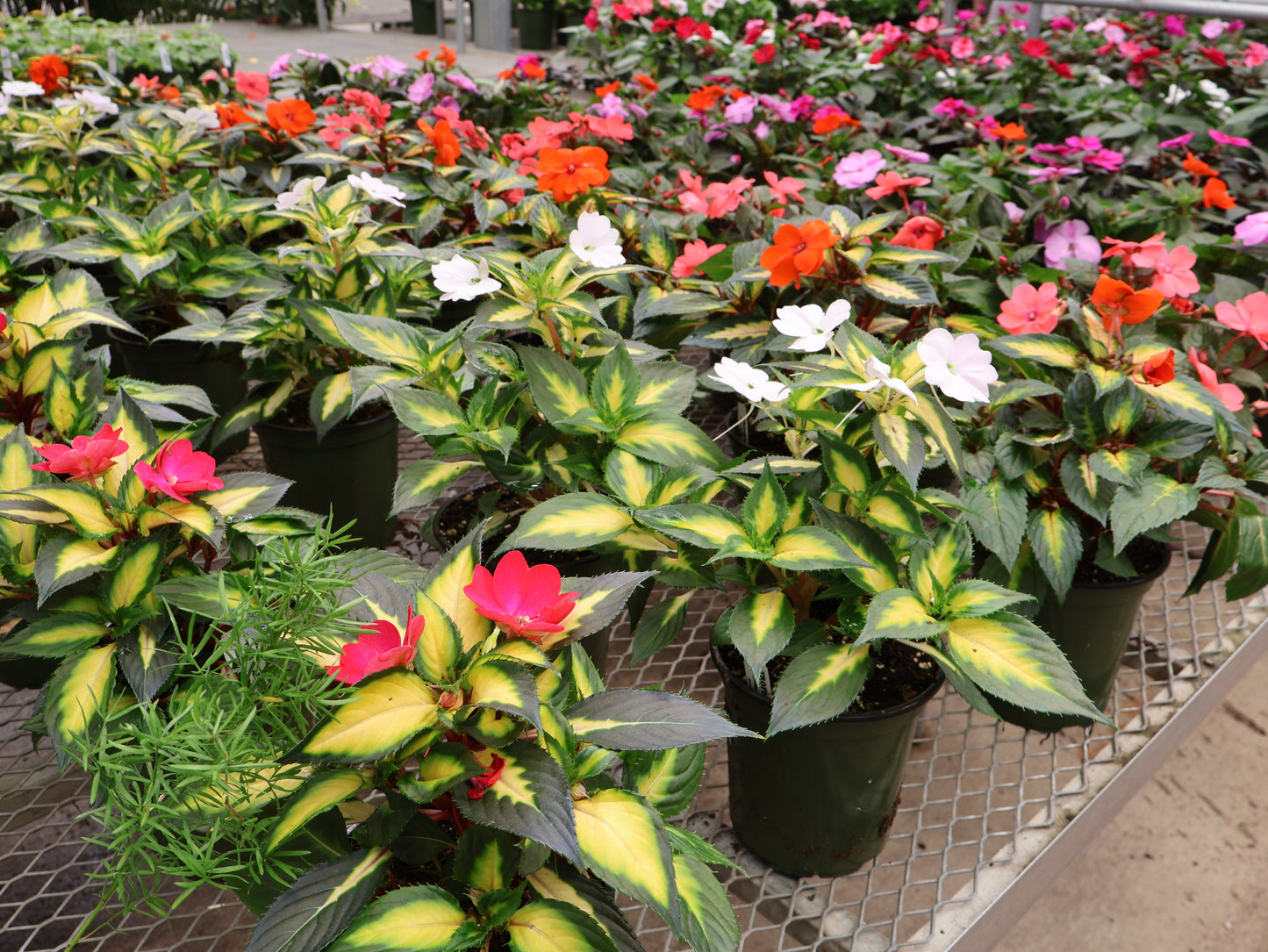 6" SUNPATIENS