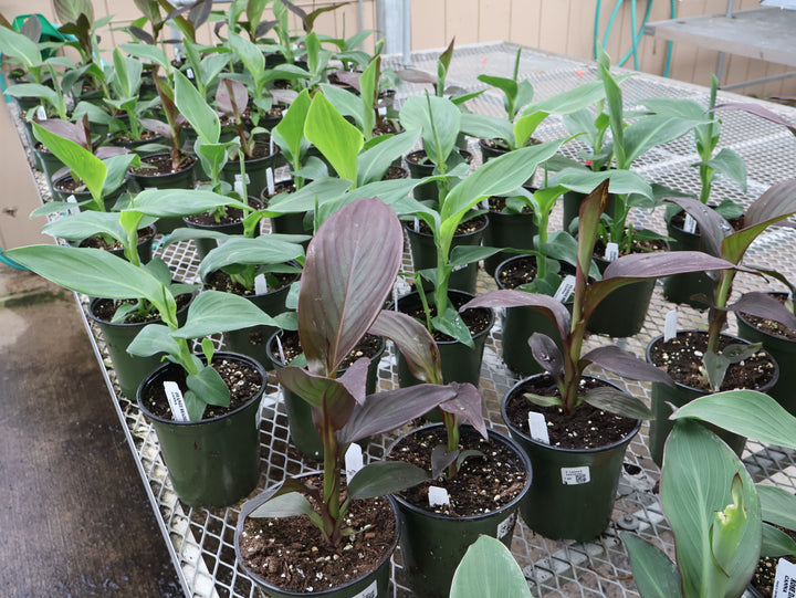 6" CANNA'S