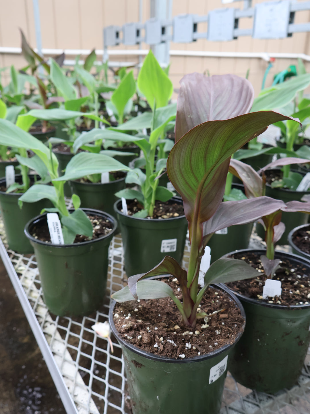 6" CANNA'S