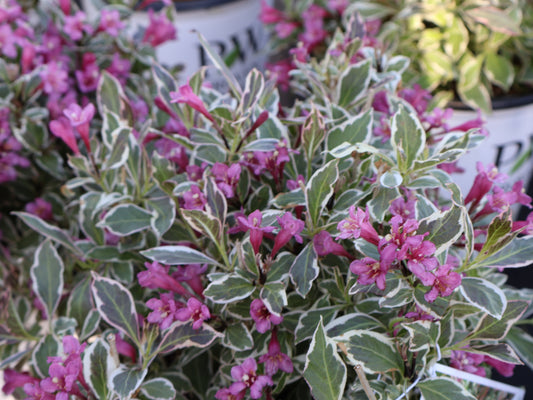 Weigela - My Monet