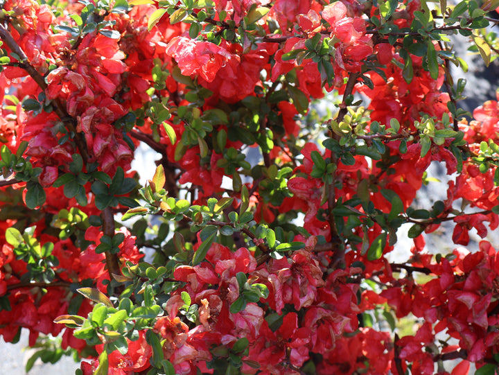 Quince - Texas Scarlet Red