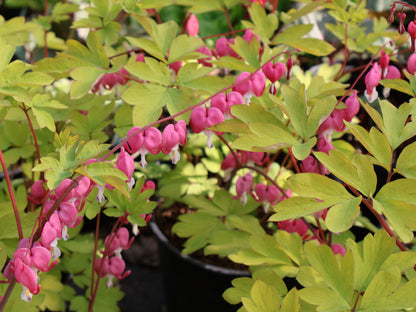 Dicentra spectablis 'Yellow Leaf' Bleeding Heart