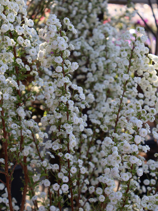 Spirea - Bridal Wreath