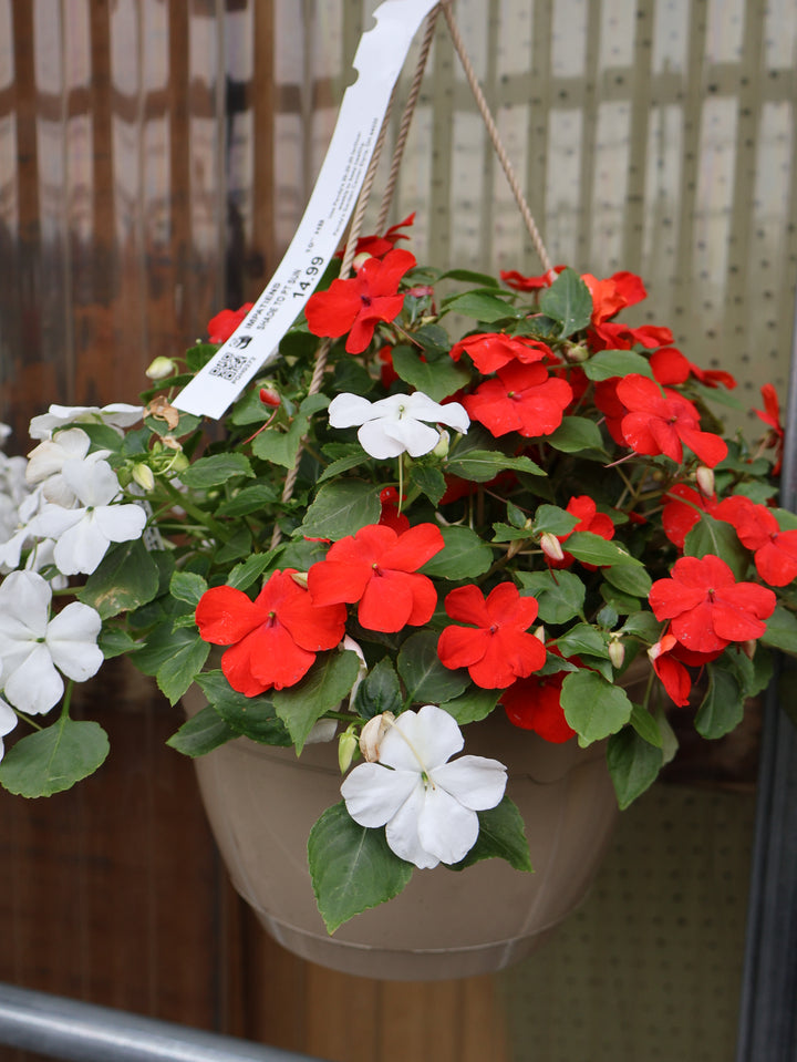 10" HB IMPATIENS