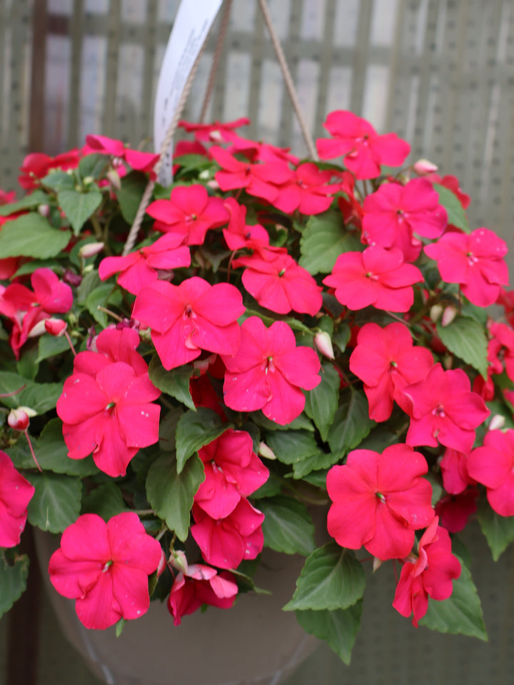 10" HB IMPATIENS