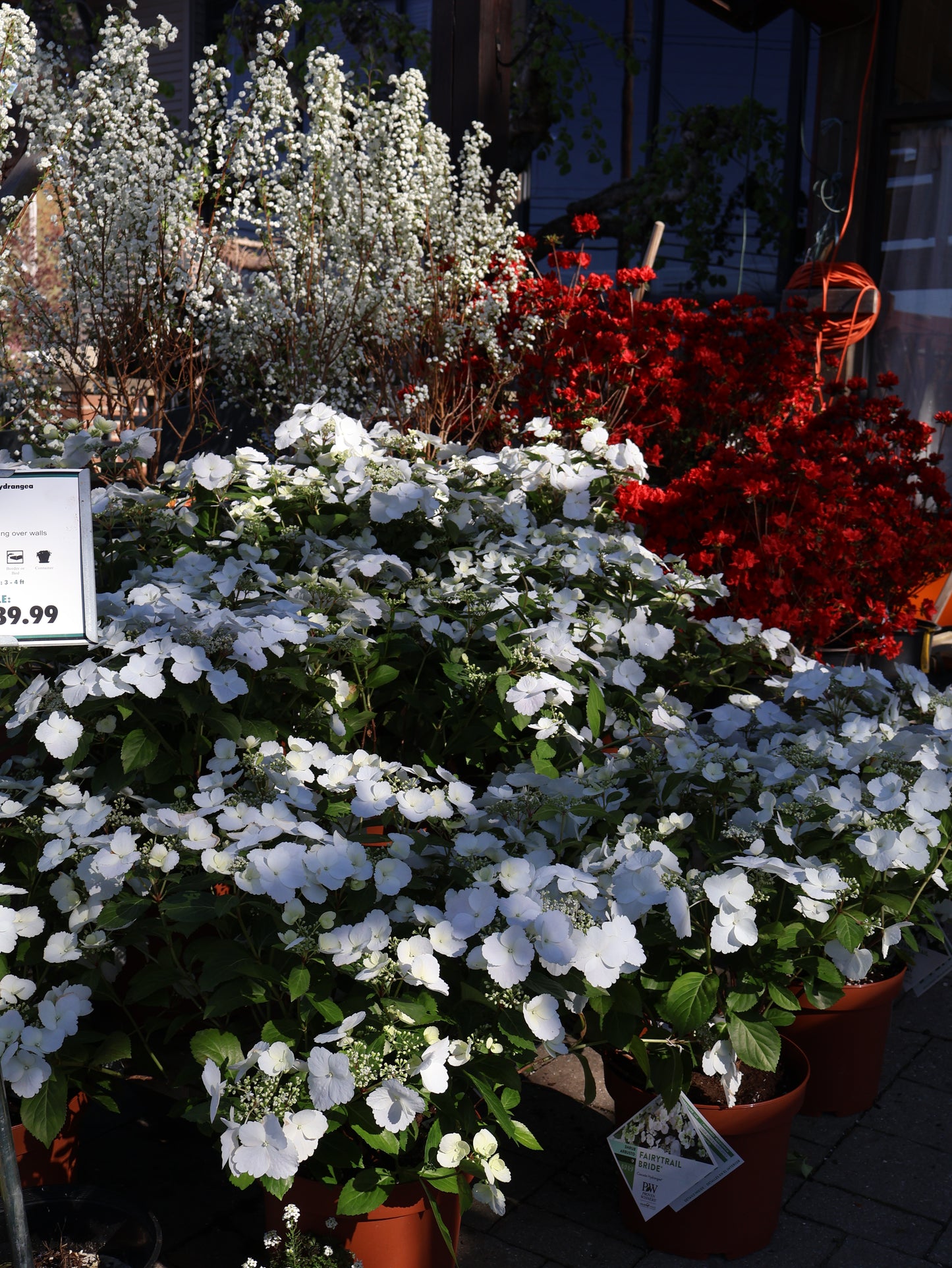 Hydrangea - Fairytrail Bride