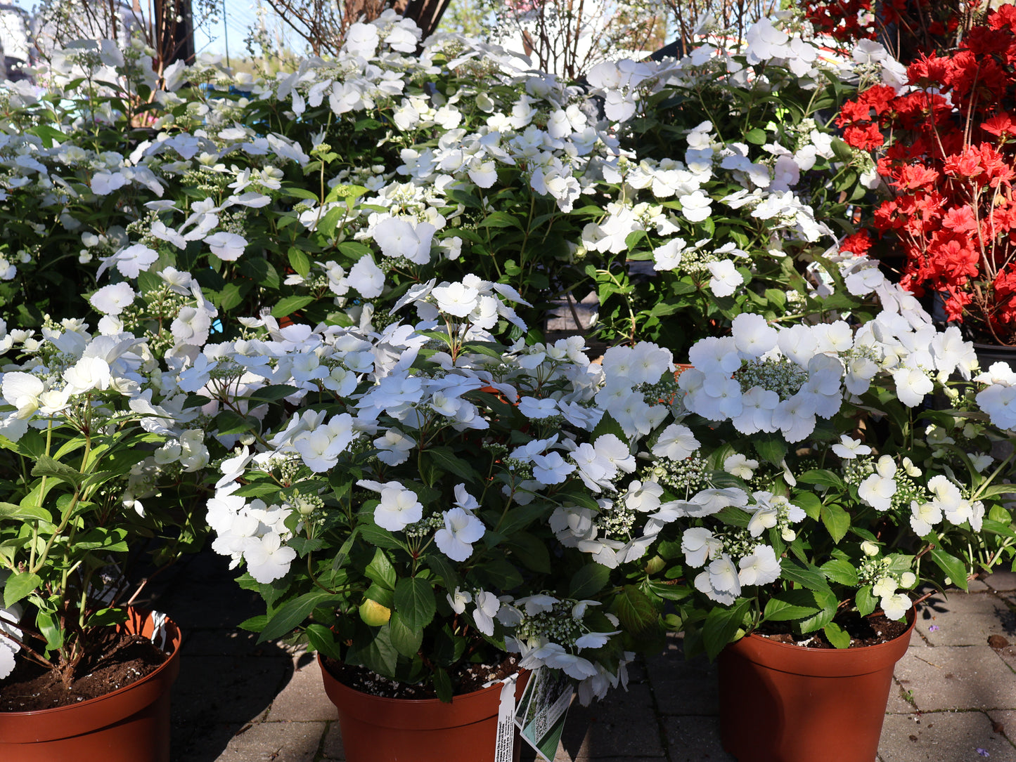 Hydrangea - Fairytrail Bride