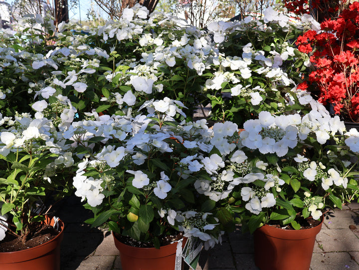 Hydrangea - Fairytrail Bride