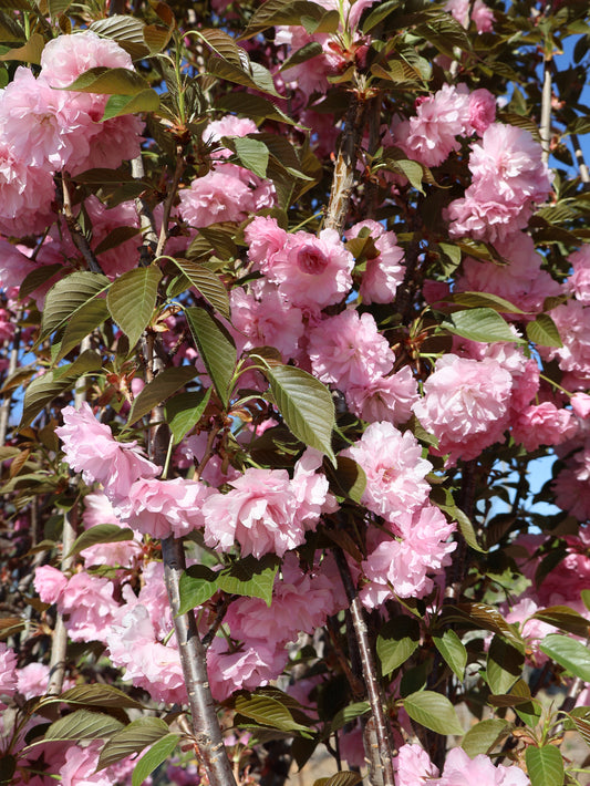 Cherry - Kwanzan Pink Flower