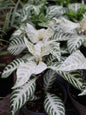 4.5" APHELANDRA SNOW WHITE