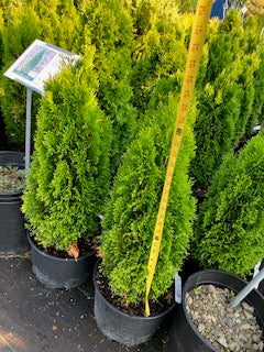 Arborvitae - Emerald Petite