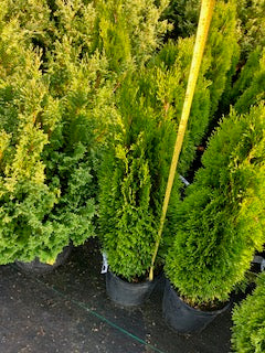 Arborvitae - Emerald Petite