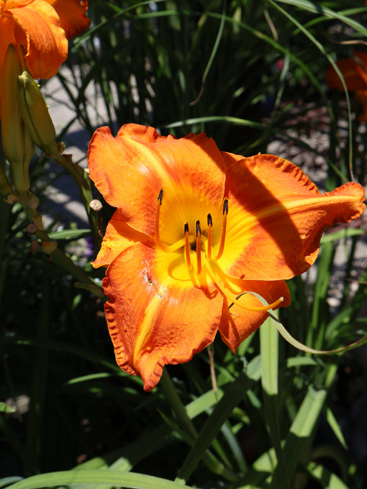 Hemerocallis 'Tuscawilla Tigress' Daylily