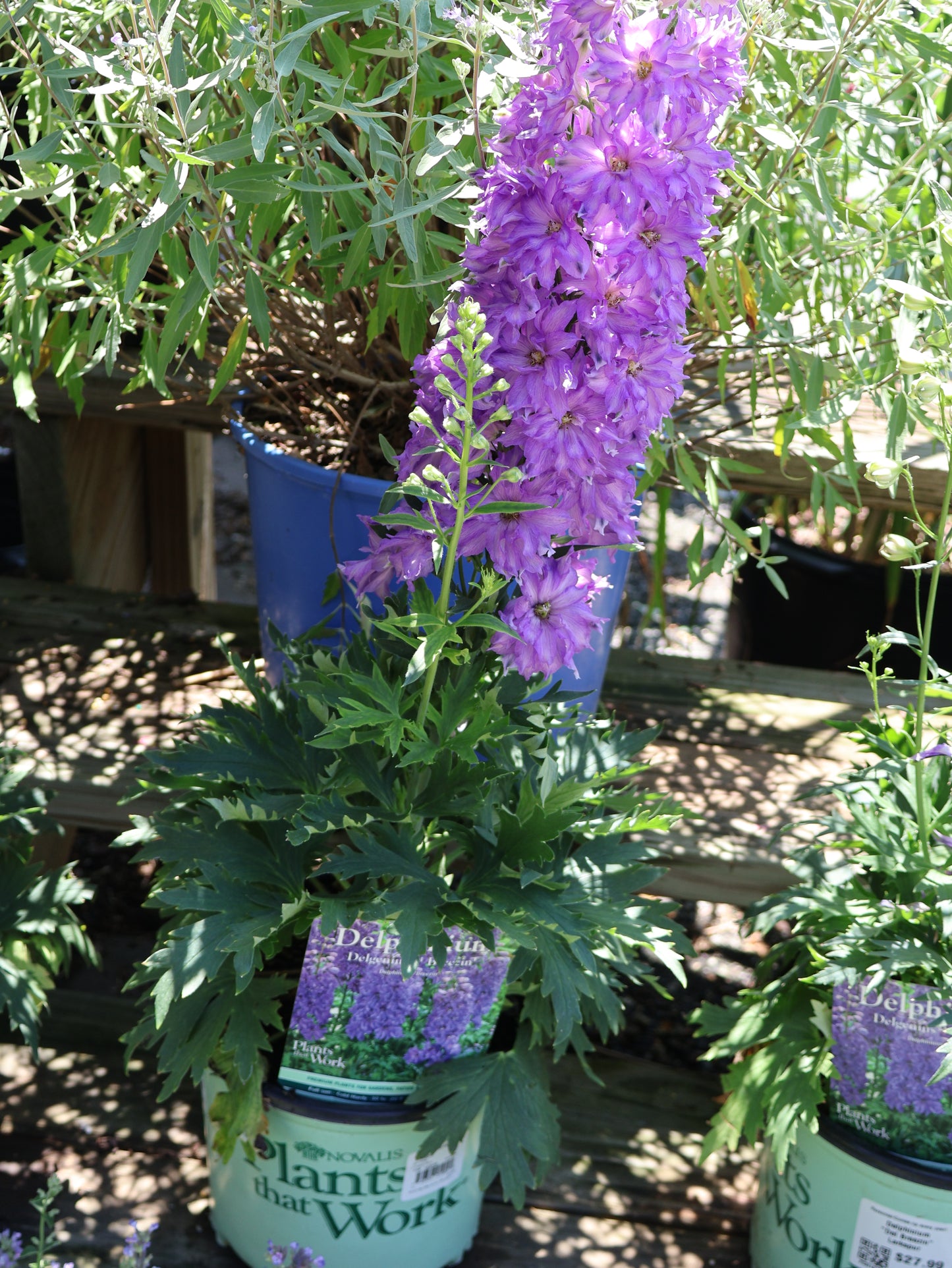 Delphinium 'Del Breezin' Larkspur