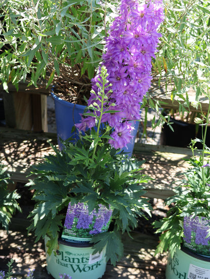 Delphinium 'Del Breezin' Larkspur