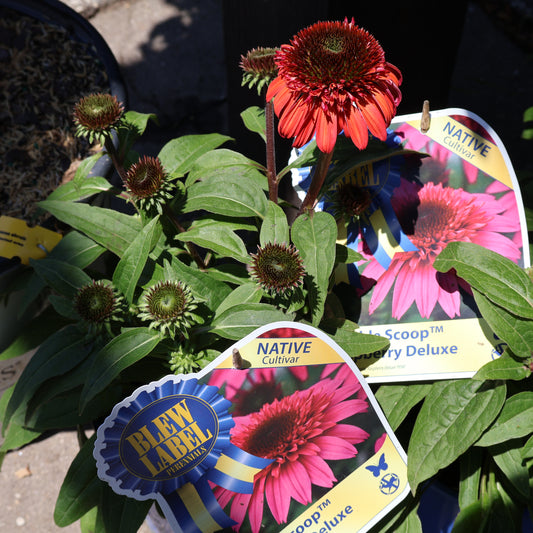 Echinacea Double Scoop ‘Raspberry Deluxe’ Coneflower