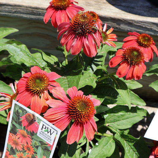 Echinacea 'Summersong Firefinch' Coneflower