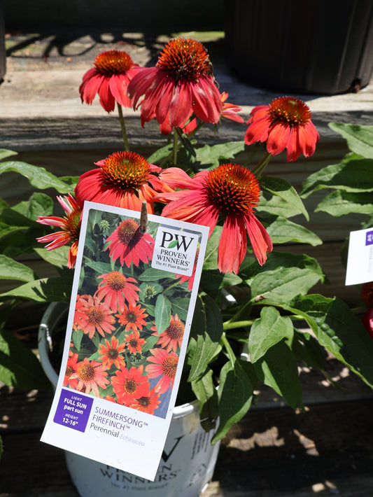 Echinacea 'Summersong Firefinch' Coneflower
