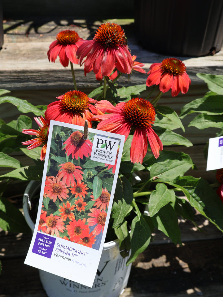 Echinacea 'Summersong Firefinch' Coneflower