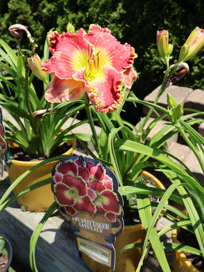 Hemerocallis 'Born to Run' Daylily