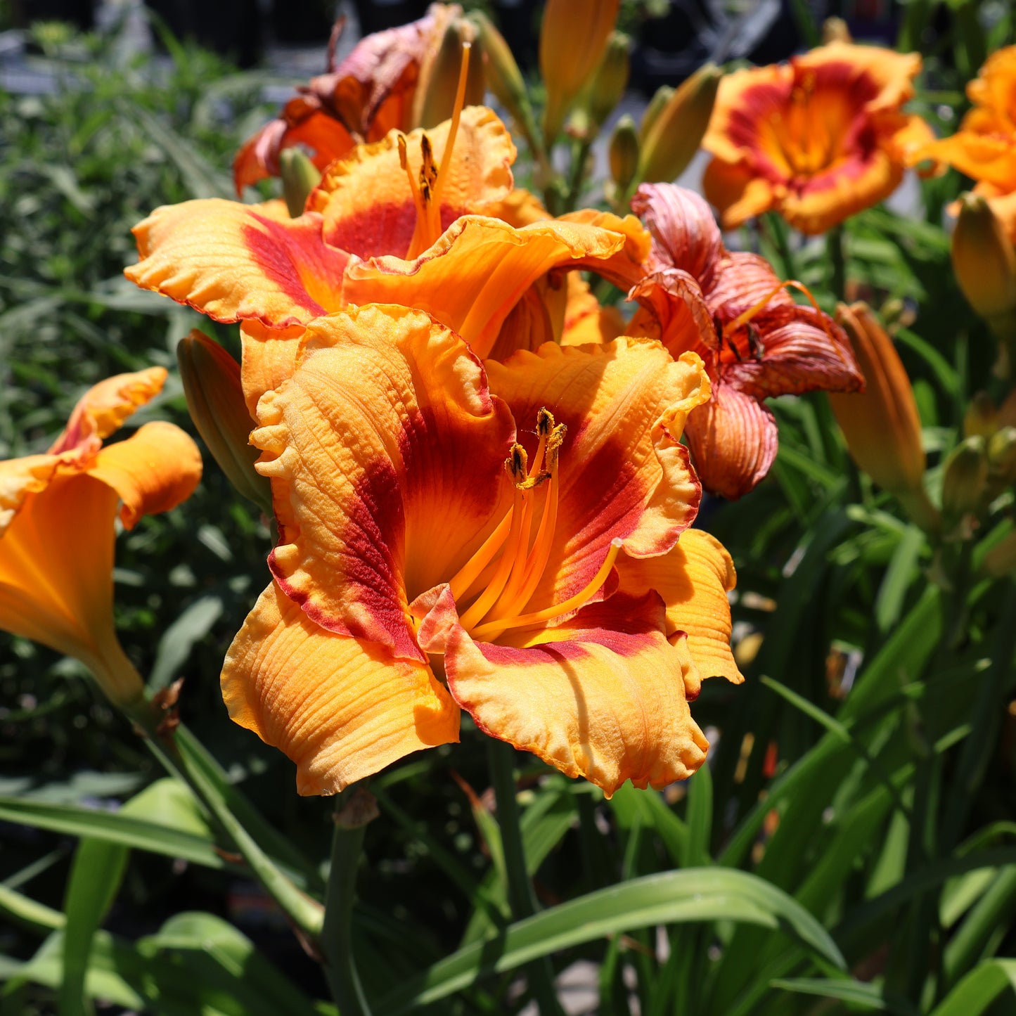 Hemerocallis 'You Are My Sunshine' Daylily