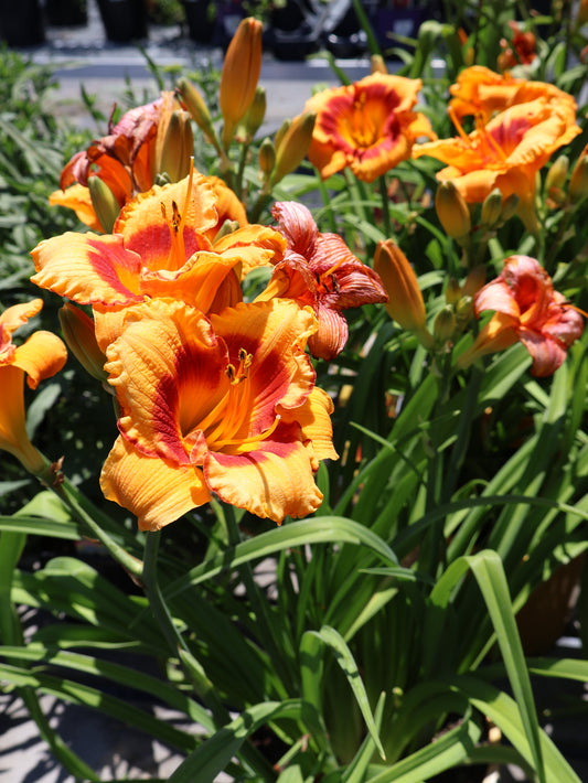 Hemerocallis 'You Are My Sunshine' Daylily