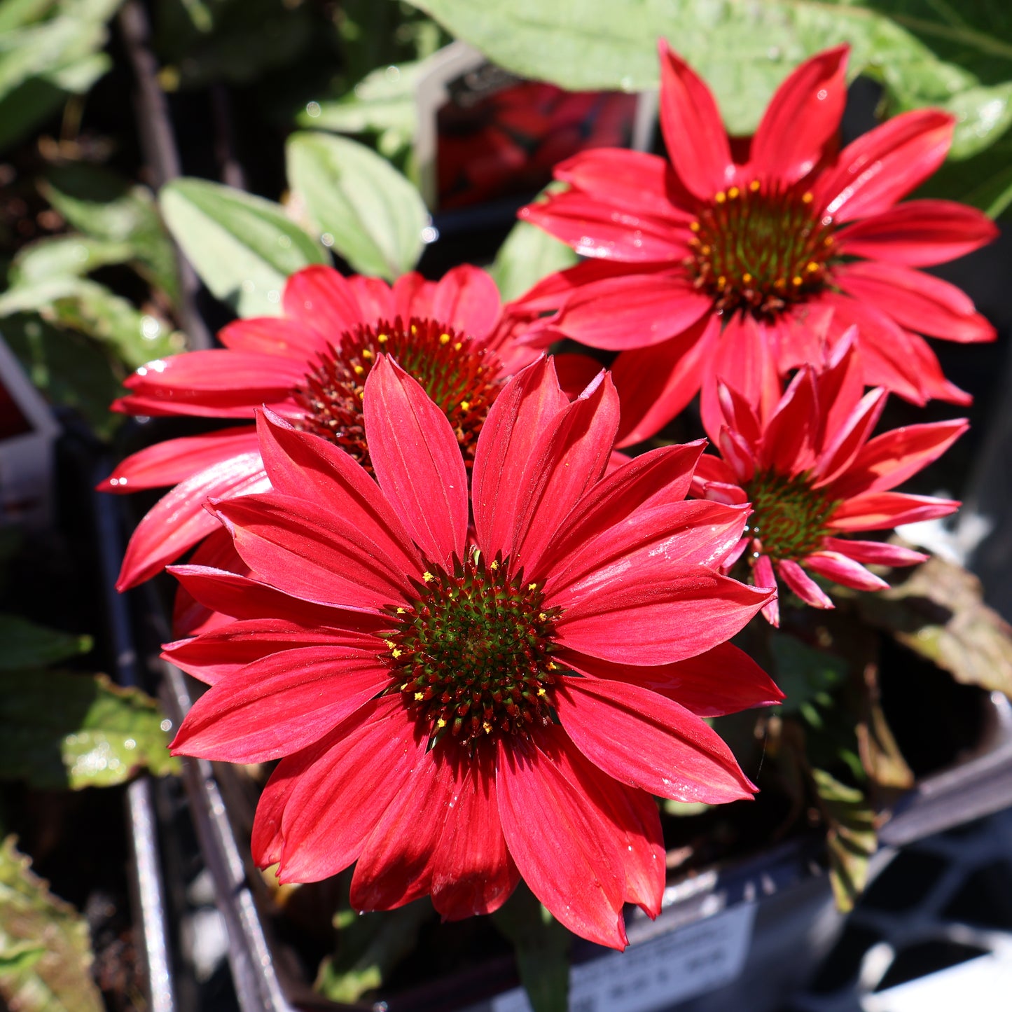 Echinacea Double Dipped Hybrid ‘Sombrero Burgundy’ Coneflower