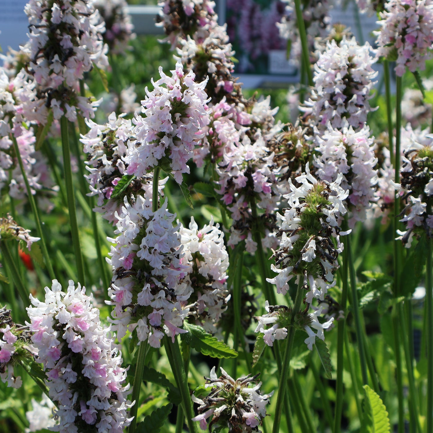 Stachy's 'Summer Crush'