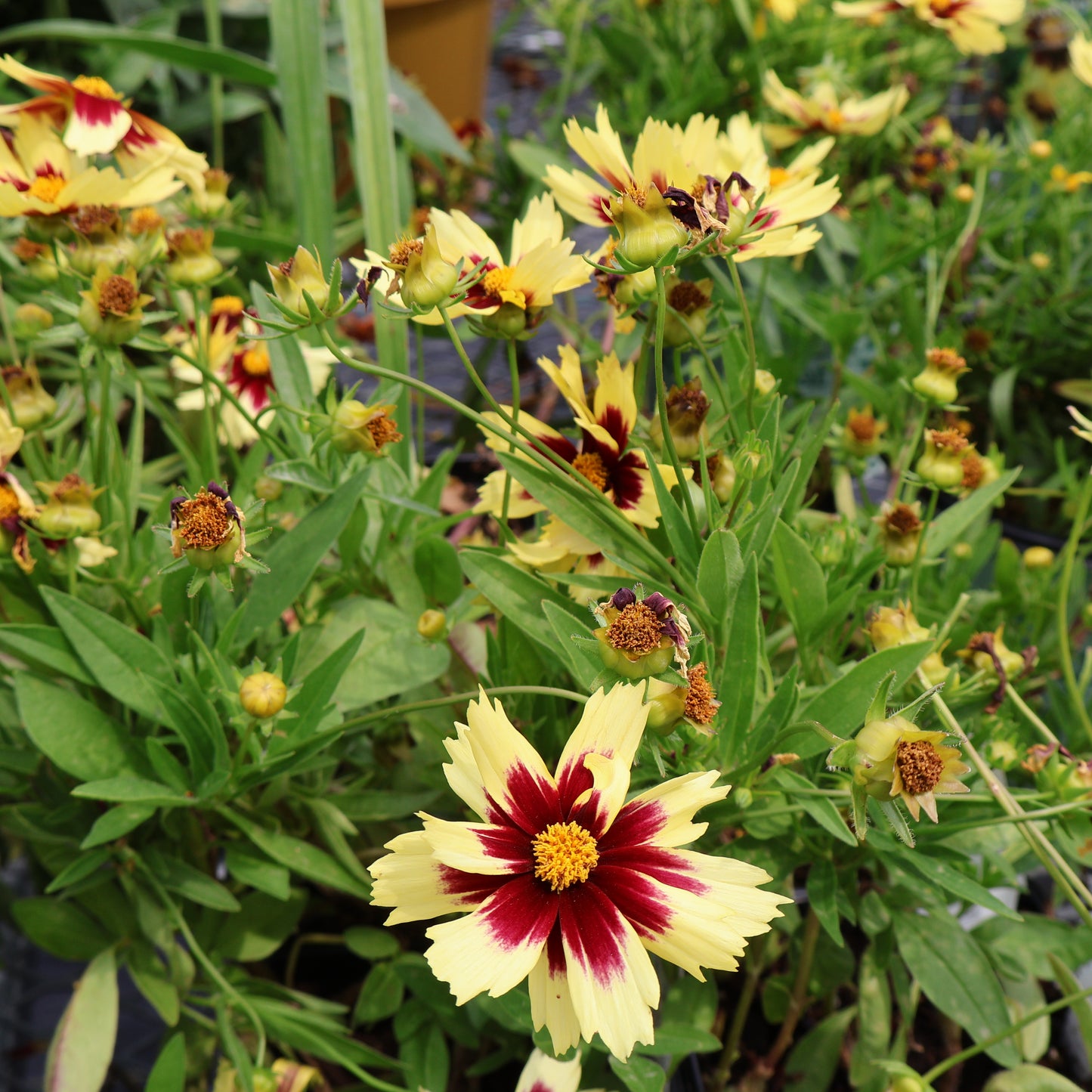 Coreopsis ‘Grandiflora Super Star’ Tickseed