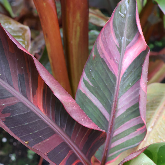 10" MUSA NONO PINK BANANA