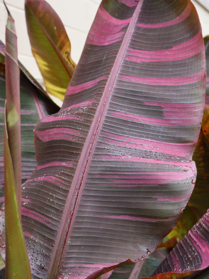 10" MUSA NONO PINK BANANA