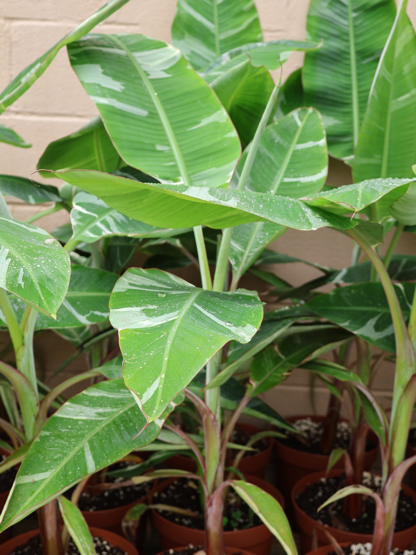 10" BANANA FLORIDA VARIEGATED