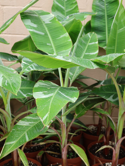 10" BANANA FLORIDA VARIEGATED