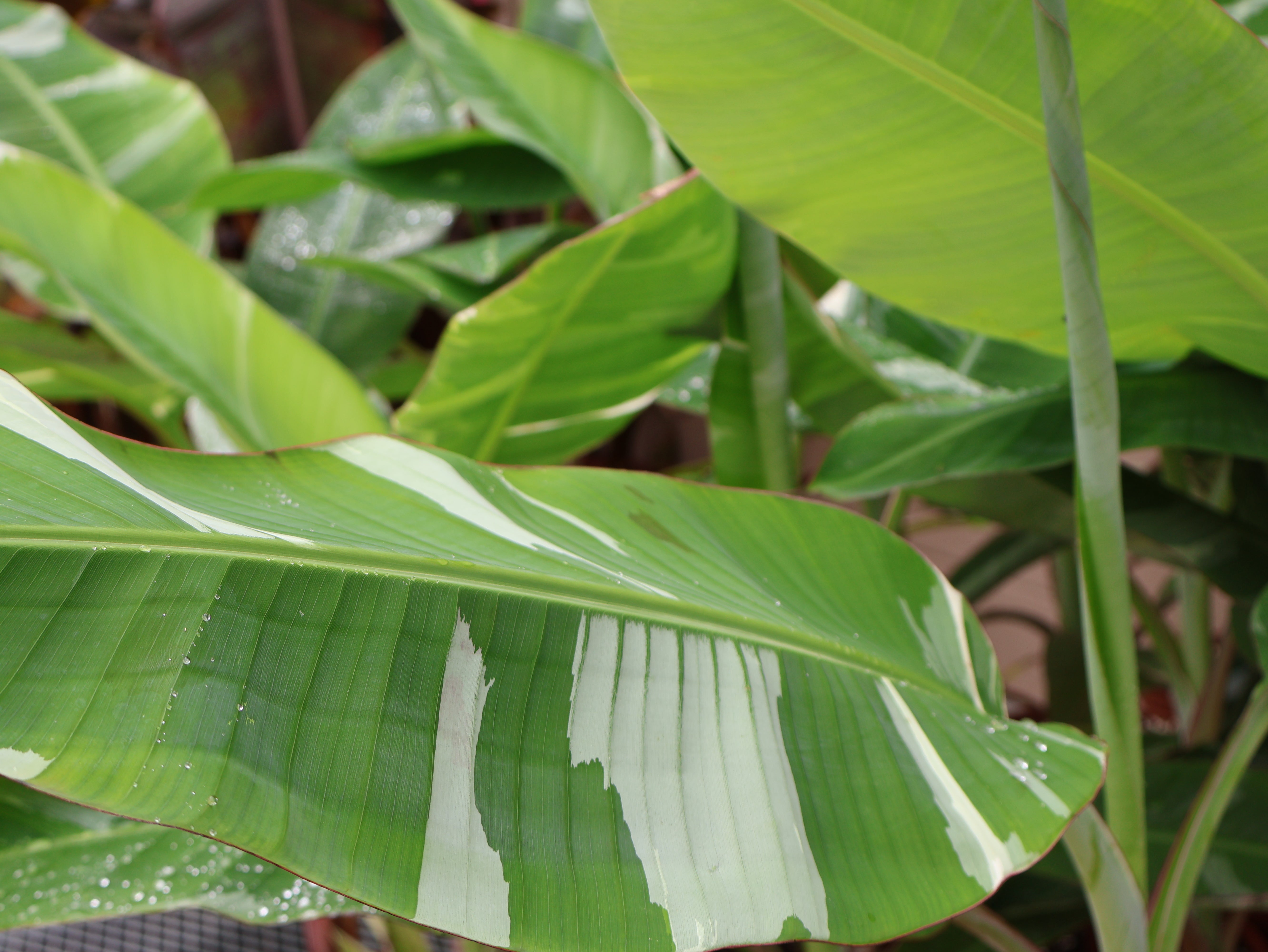 落葉樹 2025.07.25 Florida variegated. 2025.07.25 Florida variegated.（Variegated Plant Shop Near