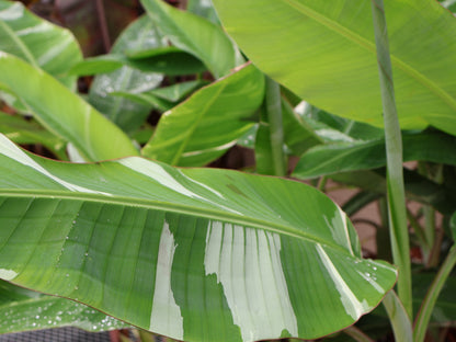 10" BANANA FLORIDA VARIEGATED