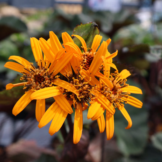 Ligularia dentata 'BBQ Banana' Leopards Plant