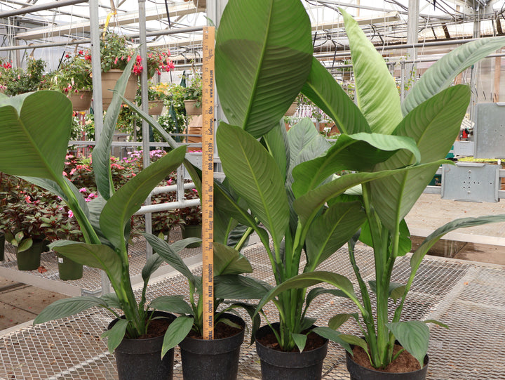 8" SPECIAL PURCHASE PEACE LILY