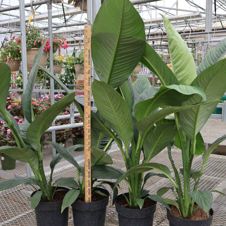 8" SPECIAL PURCHASE PEACE LILY