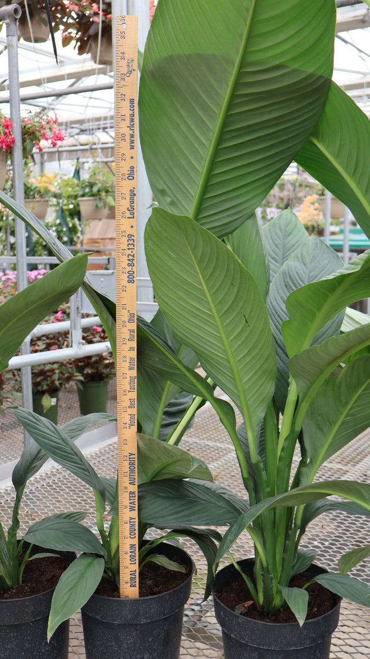 8" SPECIAL PURCHASE PEACE LILY