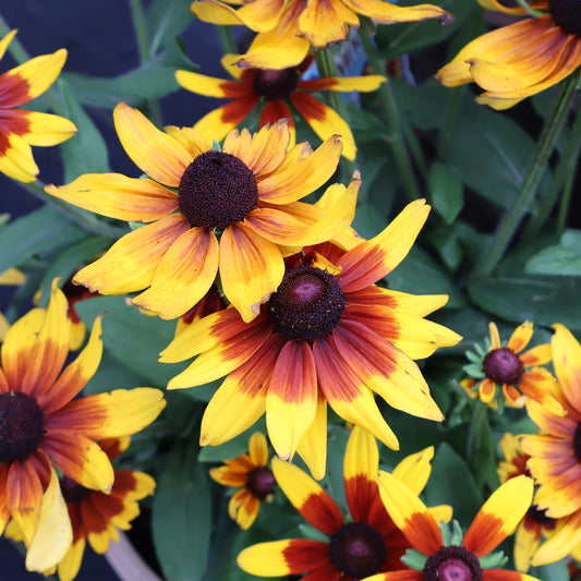 Rudbeckia 'Mia' Sunbeckia