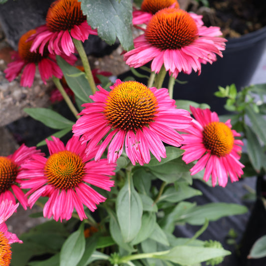 Echinacea Kismet 'Raspberry' Coneflower