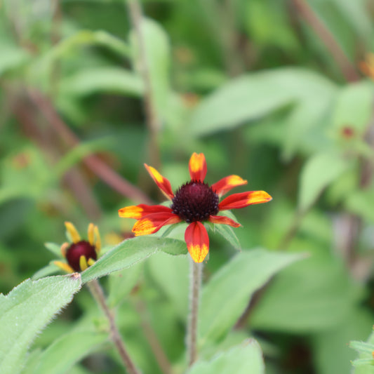 Rudbeckia 'Prairie Glow' Black-Eyed Susan