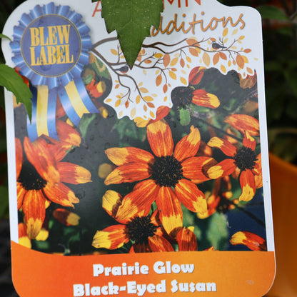 Rudbeckia 'Prairie Glow' Black-Eyed Susan