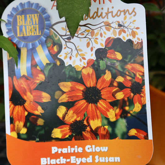 Rudbeckia 'Prairie Glow' Black-Eyed Susan