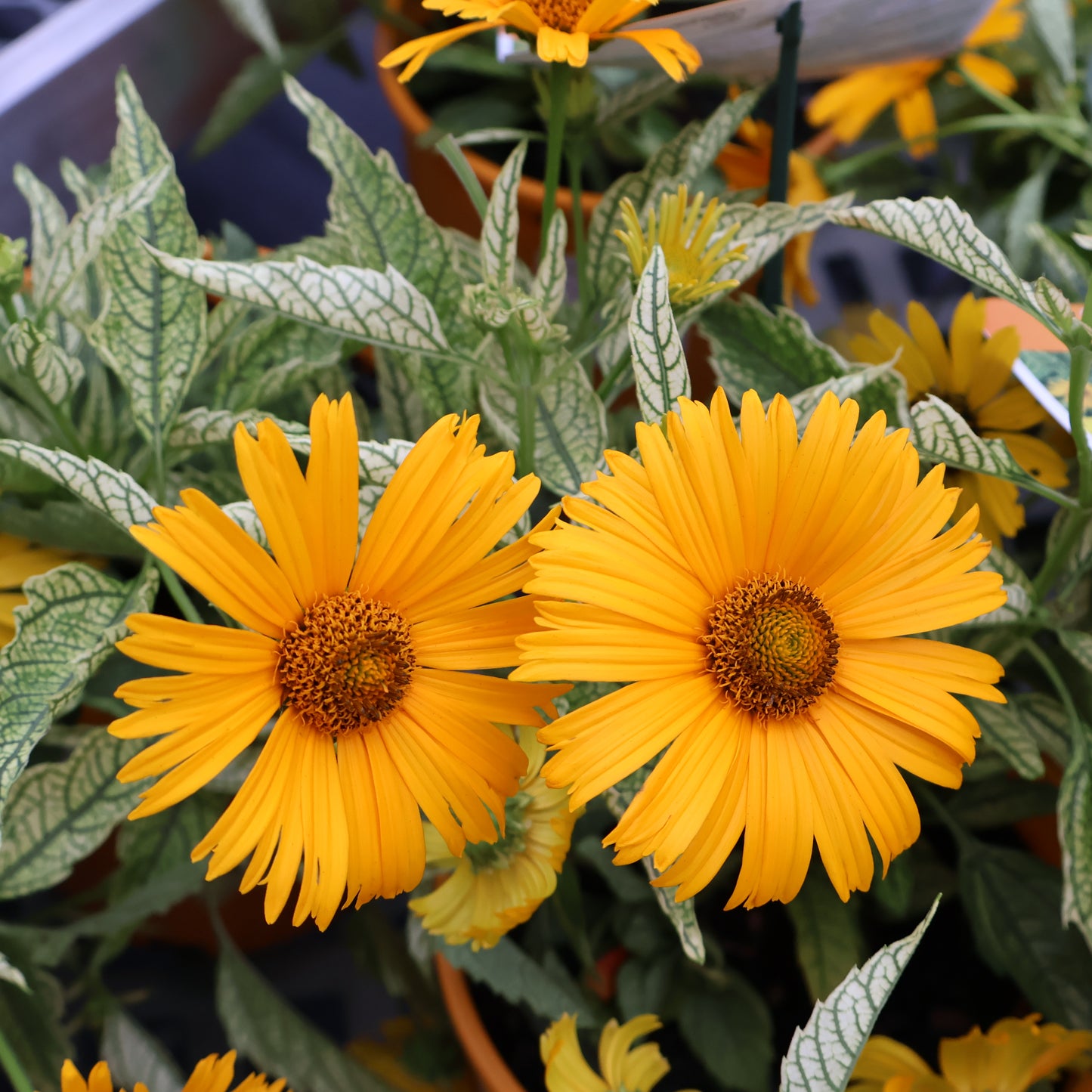 Heliopsis 'Sunstruck' False Sunflower